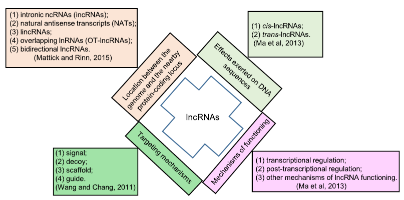 Roles of lncRNAs in Rice: Advances and Challenges