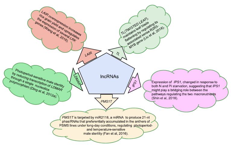 Roles of lncRNAs in Rice: Advances and Challenges