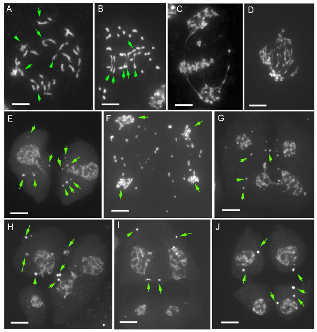 Visualizing Meiotic Chromosome Pairing and Segregation in Interspecific