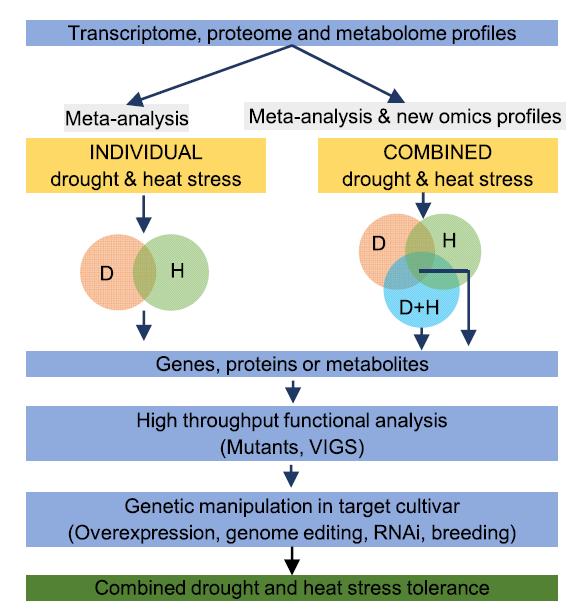 Combined Drought and Heat Stress in Rice: Responses, Phenotyping and ...