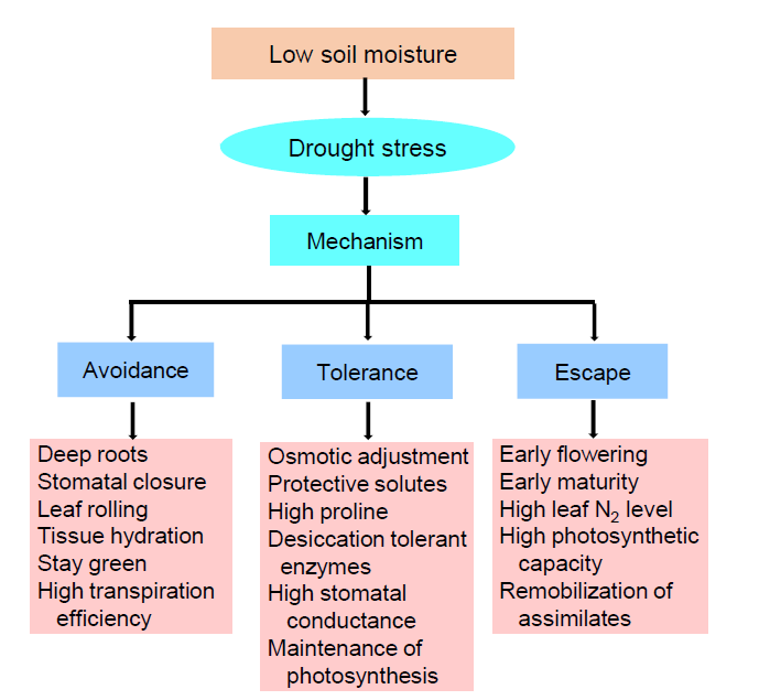Drought Tolerance in Rice: Focus on Recent Mechanisms and Approaches